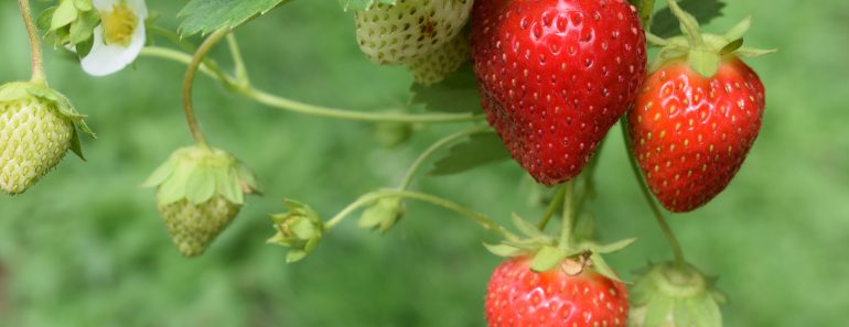 Why To Blow Dry Strawberries After Purchasing Them