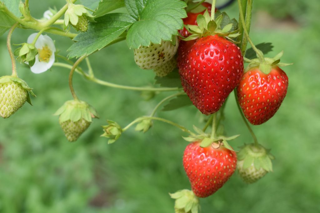blow-dry strawberries