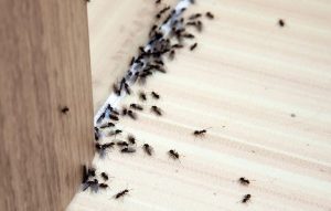 Try These Natural Remedies To Get Rid Of Ants In The House