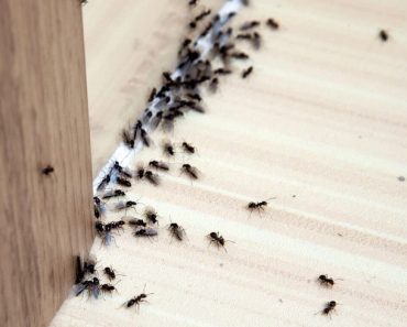 Try These Natural Remedies To Get Rid Of Ants In The House