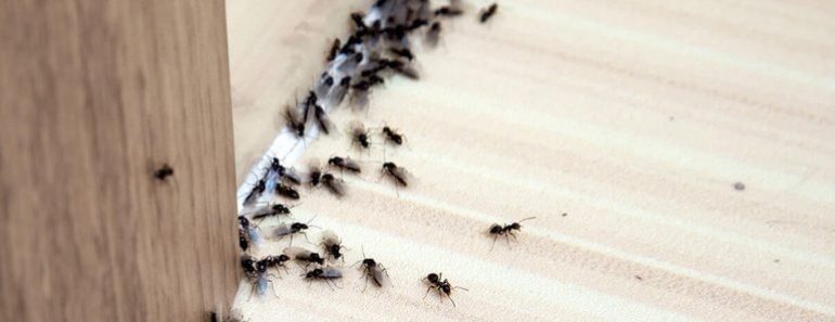 Try These Natural Remedies To Get Rid Of Ants In The House