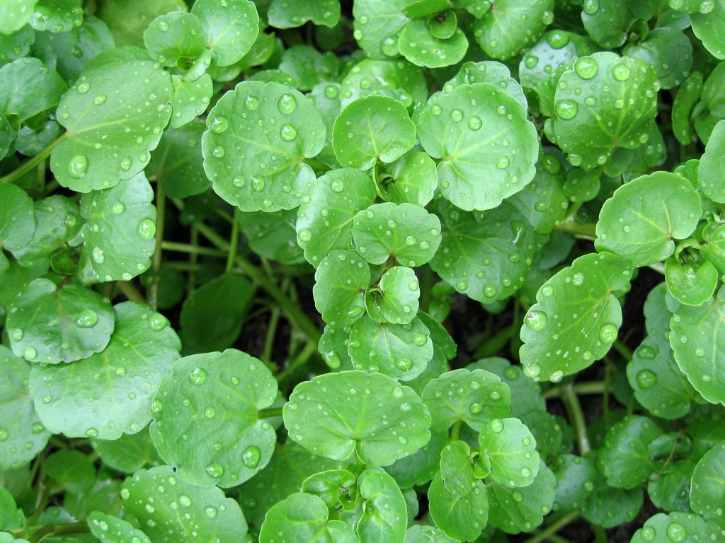 watercress anti aging foods