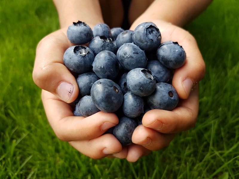 Anti ageing foods blueberry