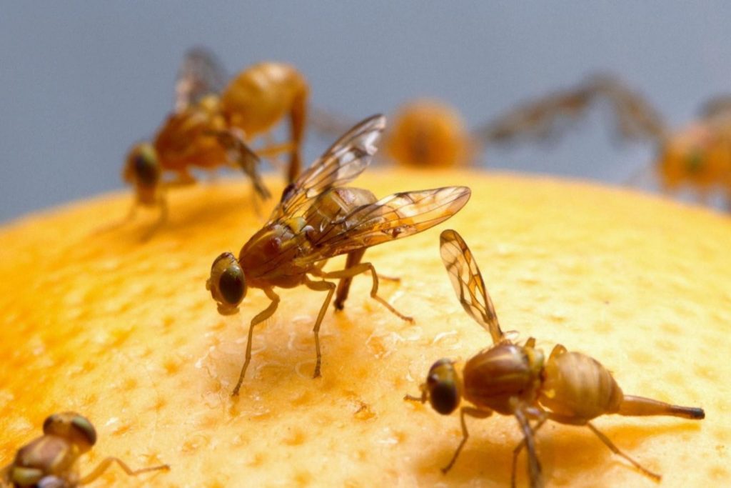 fruit flies solution Natural Fruit Flies