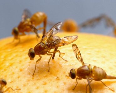 Simple & Natural Fruit Flies Solution- Get Rid Of Them Easily