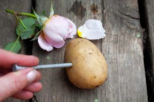 Have You Ever Tried Growing Roses From Potatoes?
