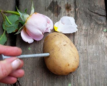 Have You Ever Tried Growing Roses From Potatoes?
