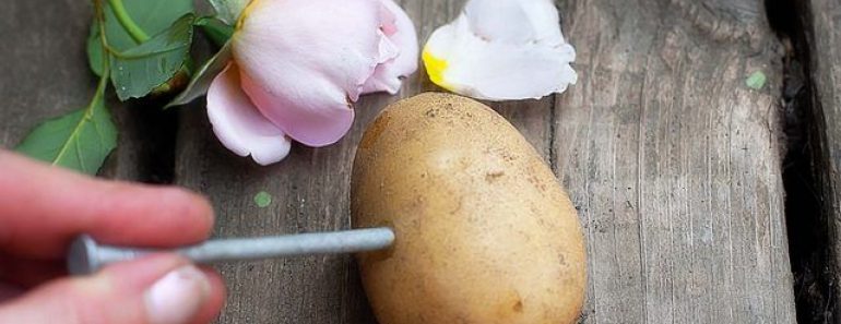 Have You Ever Tried Growing Roses From Potatoes?