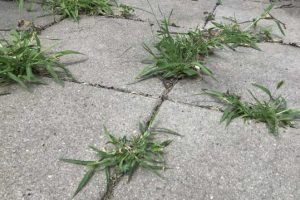 Why Not Remove Weeds Growing In Between Tiles?