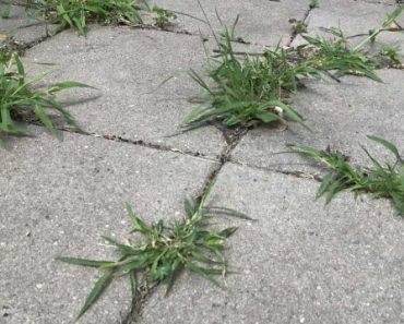 Why Not Remove Weeds Growing In Between Tiles?