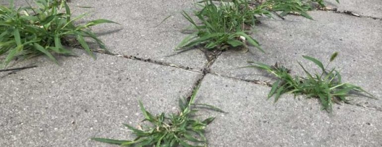Why Not Remove Weeds Growing In Between Tiles?