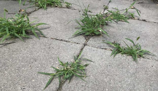 Why Not Remove Weeds Growing In Between Tiles?