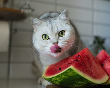 Can cats eat watermelon? 