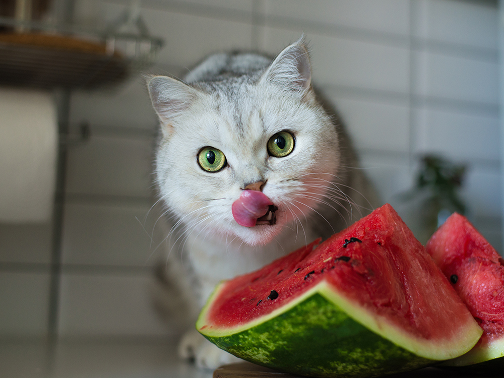 Cats Eat Watermelon