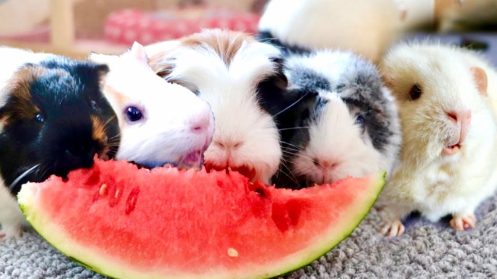 Guinea Pigs Eat Watermelon