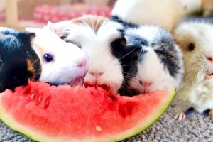 Do Guinea Pigs Eat Watermelon? 