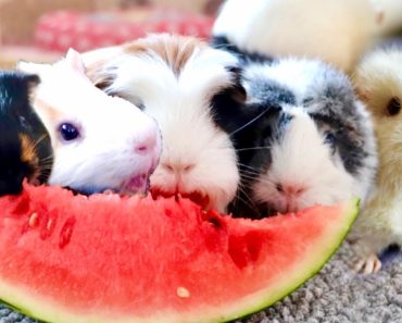 Do Guinea Pigs Eat Watermelon? 